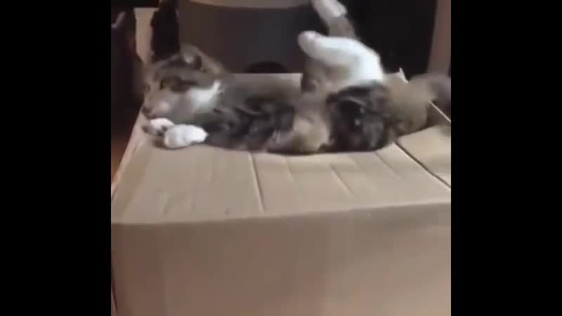 Кошачий обвал