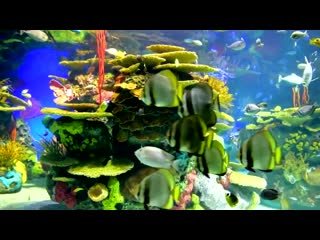 Coral reef aquarium collection • 12 hours • best relax music • sleep music • 1080p hd #2