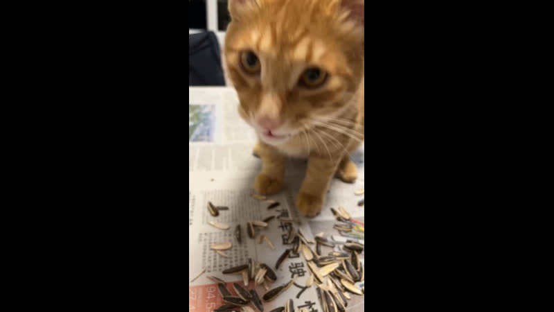 Щелкает семечки