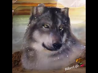 ❤️ buon pomeriggio 🐺