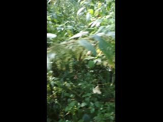 Vid 20200827 100038 mp4