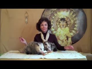 Best of opossum lady