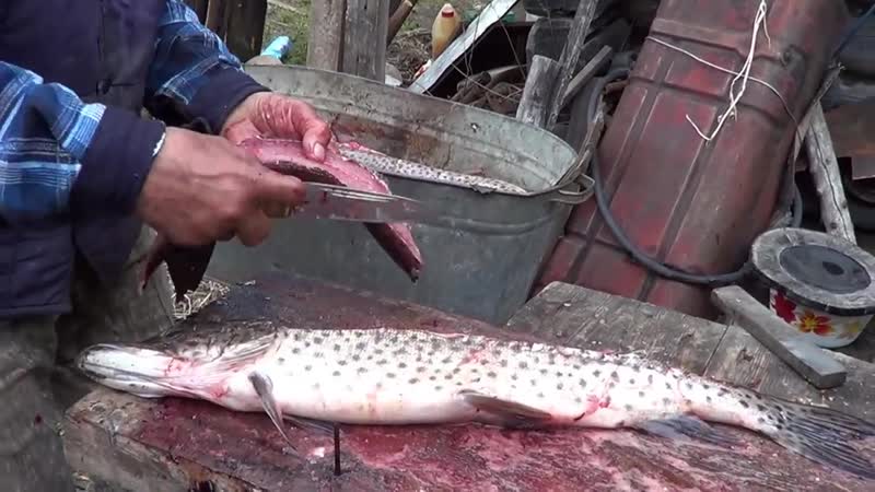 [тайга моя заветная] 🐟 немного правды про балык, разделка рыбы на балык, как лукавят с балыком