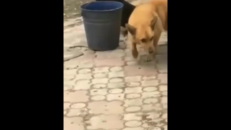 Фунтик / doodoser