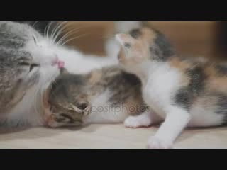 Depositphotos 196087978 stock video mother tricolor cat hugging little mp4