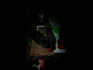 Vid 20210201 110846 mp4