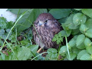 A young kestrel