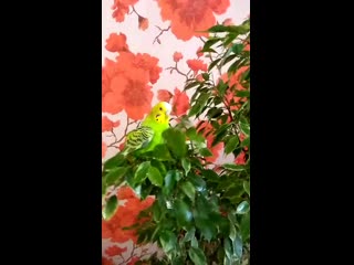 Vid 20191210 100247 mp4