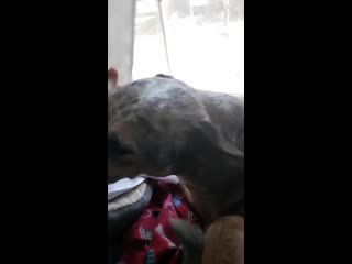 This dog is fully deaf and she waits in the window everyday to watch her owner to come home today she fell asleep on lookout