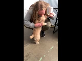 Инстасторис камилы