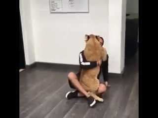 Львенок соскучился по своему другу