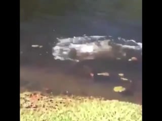 Guy scares cat with his sneeze (x post from r/achoo)