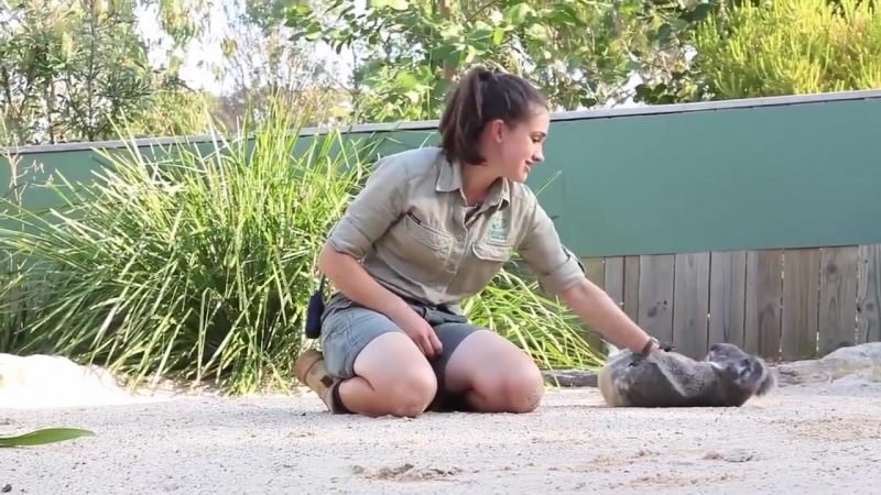 Детенышу коалы чешут пузико