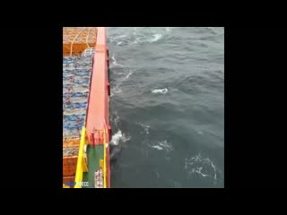 Очередная душевная встреча в арктике)))