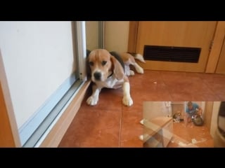 Bigl byblik ostalsya sam doma №3 e mae!!! bigl bigl beagle himself at home result))) mp4