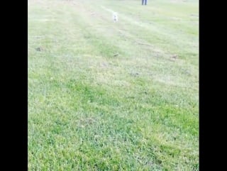 Челан симмонс / тибби