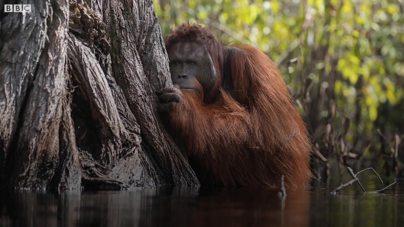 Орангутан чемпион