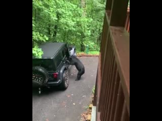 Договориться можно даже с медведем