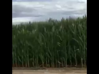 Corn is the best crop & wheat is worst