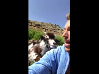 Man argues with baby goat