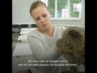 Спасенный дальнобойщиком котенок идет на попрау и учится ходить на 3 лапках