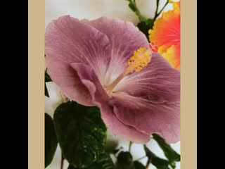 Moorea mangy blue
moorea mangy blue и apollo