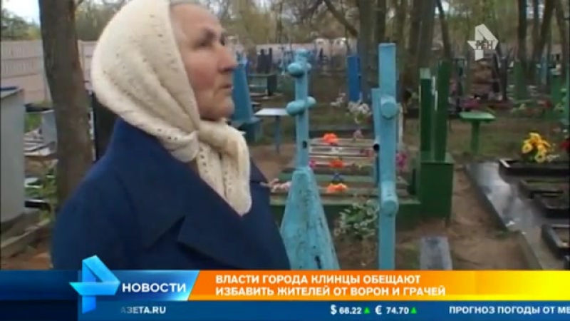 Полчища ворон отравляют жизнь целого района города клинцы в брянской обрасти