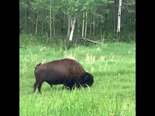 Saw a bison in the flesh thrilled yet nerve racking