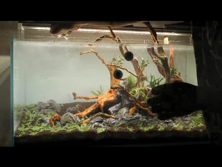 Aquascape ada 90p a dream come true