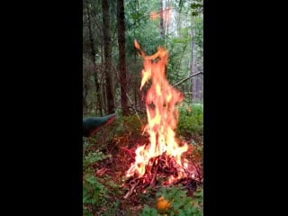 Видео от жопа убегающего барсука