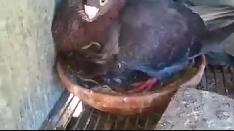 Голубка и котенок