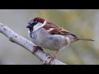 Интересная пташка воробей