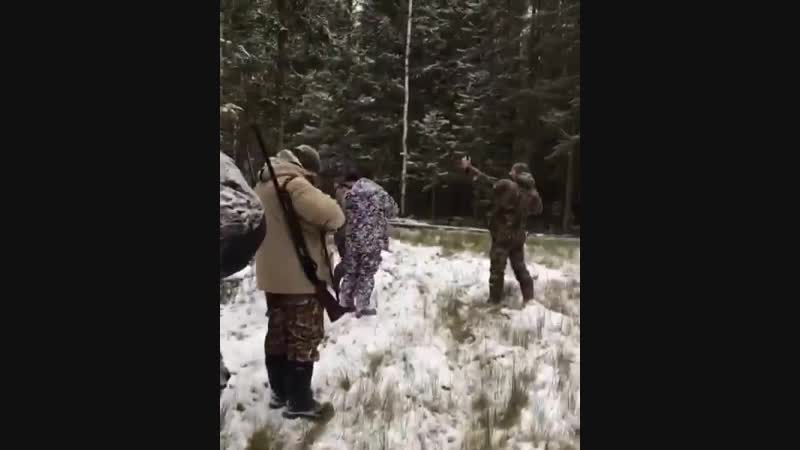 Наглые и бесстрашные кабанчики