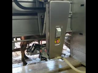 В голландской деревушке mp4