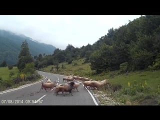 Shepherd gets porn by sheep horrific video