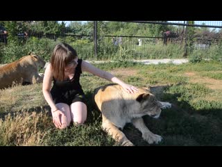 Львицы чоли и клава загорают на львином пляже