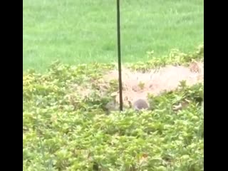 Put oil on the bird feeder to stop the squirrels from stealing the food