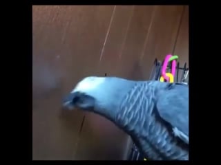 Syd the african grey parrot
