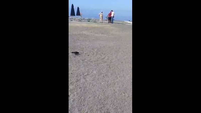 В сочи охрана на пляже с лежака сбросили туристку