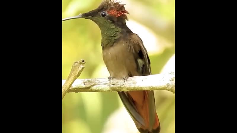 Рубиновый колибри