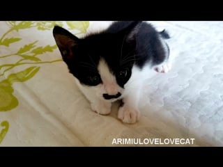 Cute kitten sleeping ep37 ★arimiulovelovecat