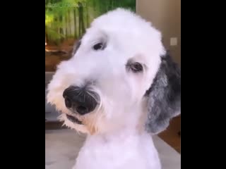 Snoopy in real life