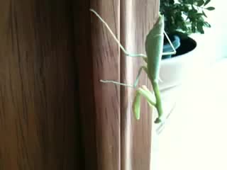 Claudia, the preying mantis hunter