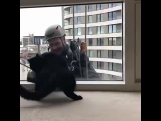 A window washer playing around with a curious cat