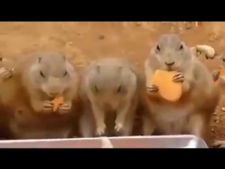 Corporative party new year 2017 )