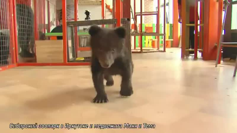 Выпустите гады!