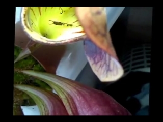 Earwig being digested by a venus fly trap pitcher plant!! very gross when it really squirms s