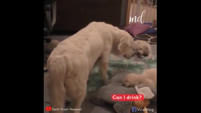 Берем уроки воспитания!)))