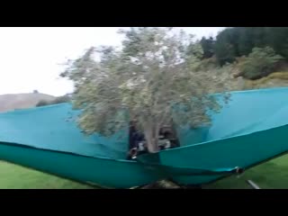 An olive harvester