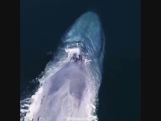 🔥 drone collecting blue whale snot to gather biological information on the porn’s dna, hormones and bacteria as form of a well